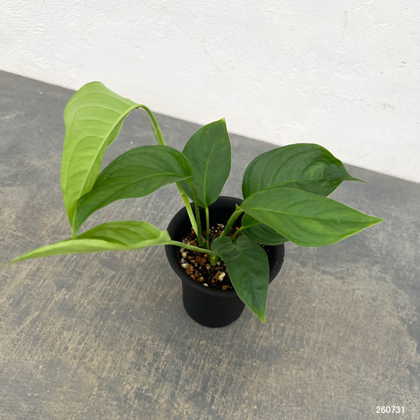モンステラ:オブリクア タボ 3号鉢植え