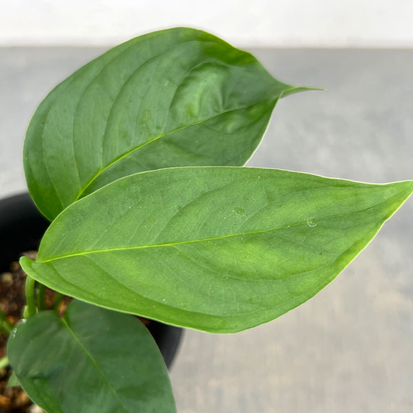 モンステラ:オブリクア タボ 3号鉢植え