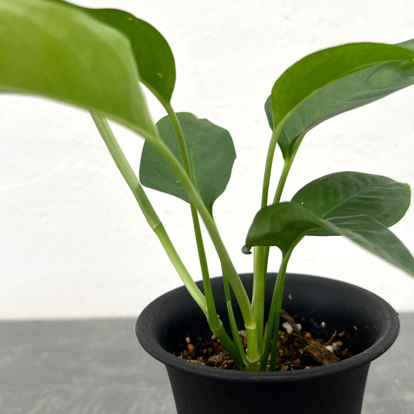モンステラ:オブリクア タボ 3号鉢植え