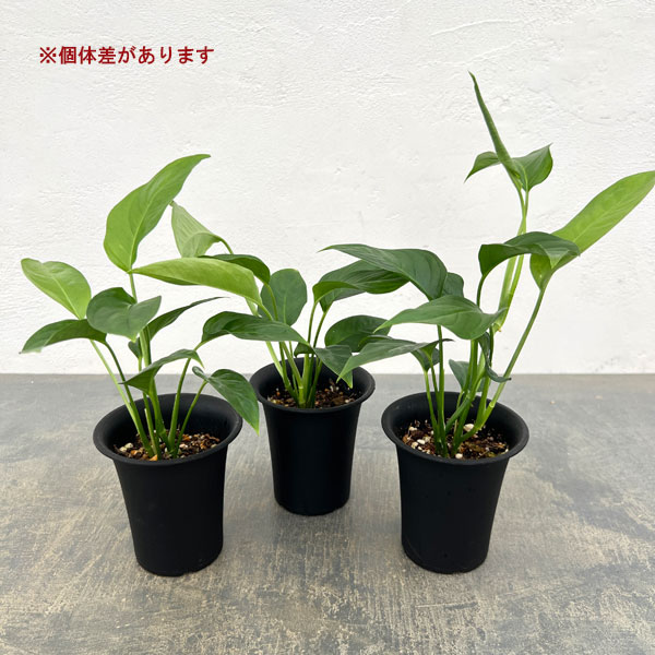 モンステラ:オブリクア タボ 3号鉢植え