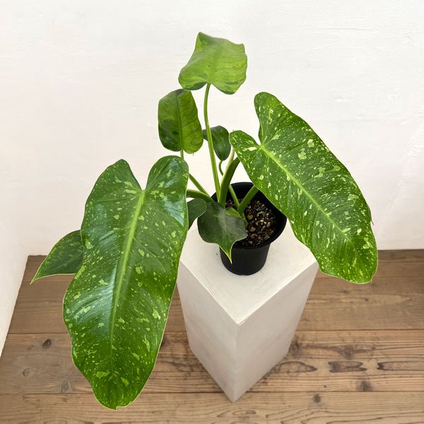 フィロデンドロン:ミルキーウェイ 5号鉢植え26-01