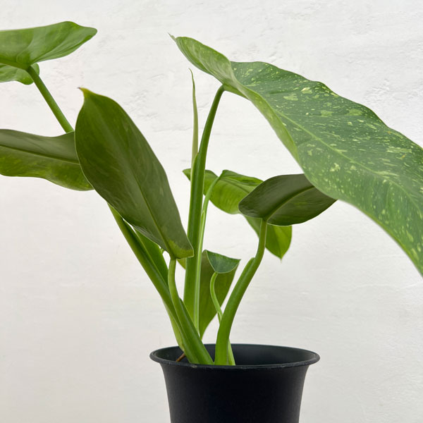フィロデンドロン:ミルキーウェイ 5号鉢植え26-01