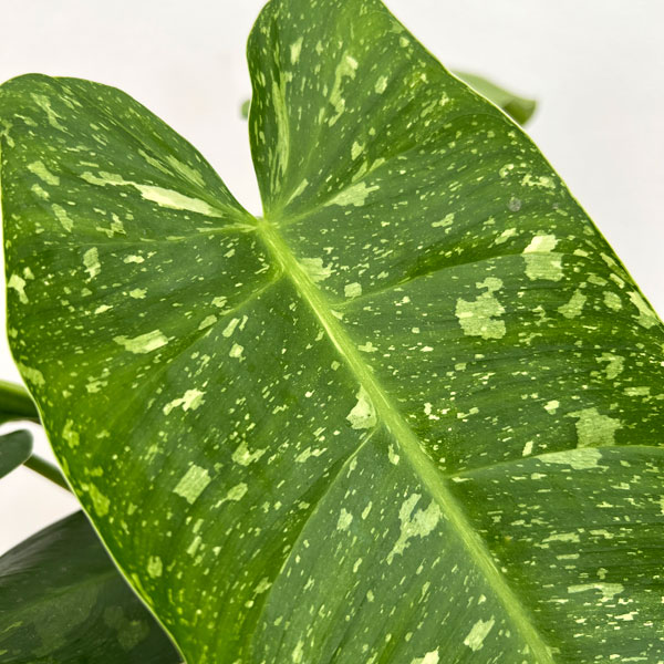 フィロデンドロン:ミルキーウェイ 5号鉢植え26-01