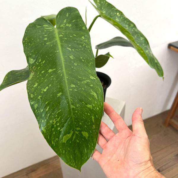 フィロデンドロン:ミルキーウェイ 5号鉢植え26-01
