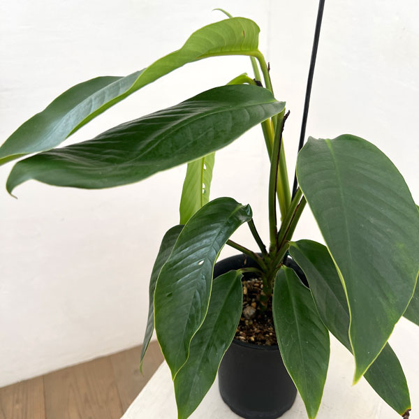 ラフィドフォラ:フォラミニフェラ 4号鉢植え