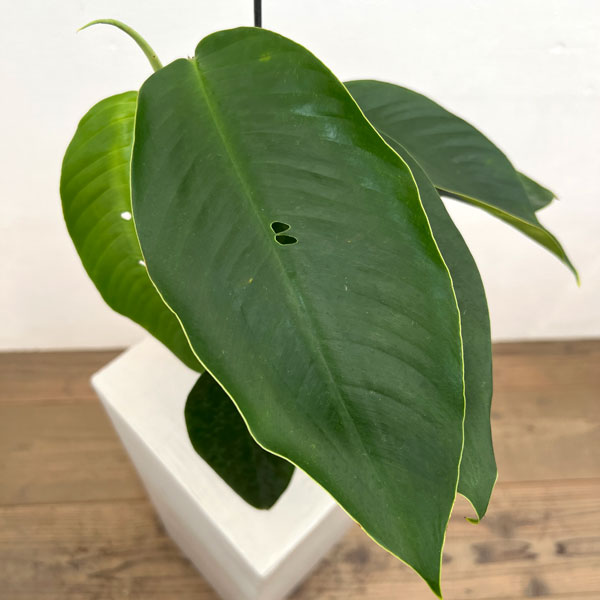ラフィドフォラ:フォラミニフェラ 4号鉢植え