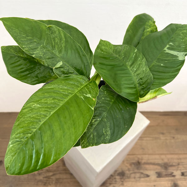 ラフィドフォラ:プベルラ 斑入り 4号鉢植え