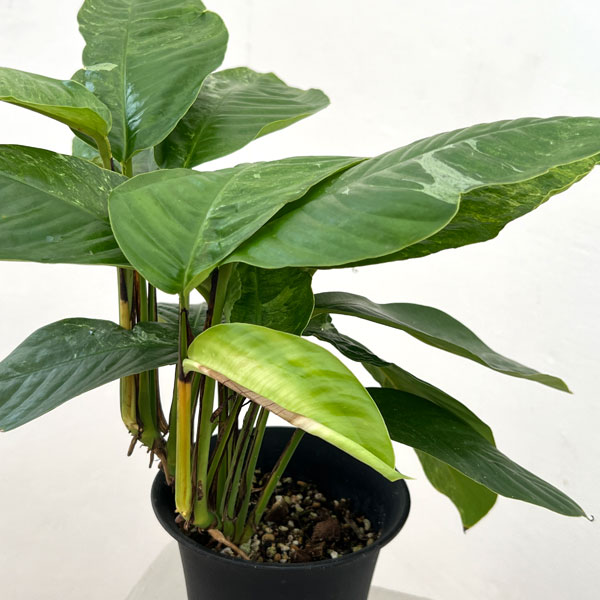 ラフィドフォラ:プベルラ 斑入り 4号鉢植え