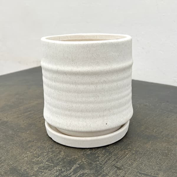 アゴラ:白M(直径約14.5cm)・受け皿付