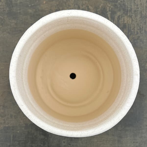 アゴラ:白M(直径約14.5cm)・受け皿付