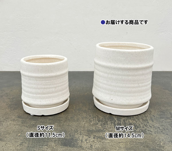 アゴラ:白M(直径約14.5cm)・受け皿付