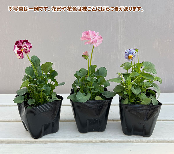 変わり咲きパンジー:ファンジーシングル咲き 花色いろいろ3.5号ポット 6株セット