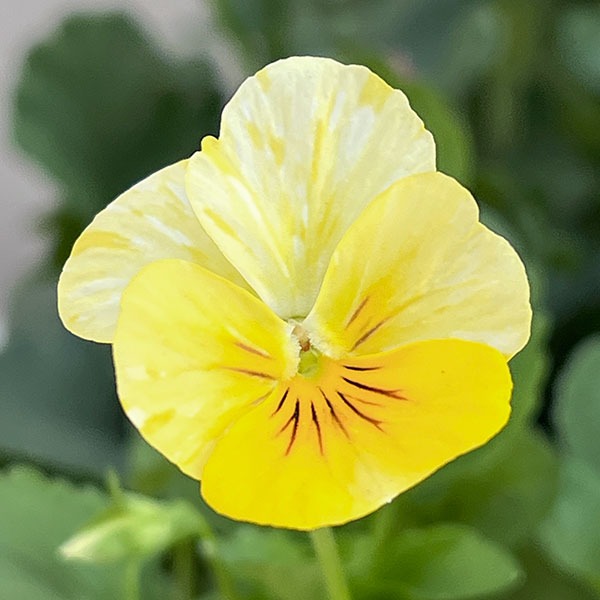 変わり咲きパンジー:ファンジーシングル咲き 花色いろいろ3.5号ポット 6株セット
