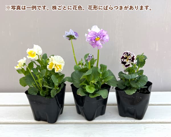 変わり咲きパンジー:ファンジーフリル咲き 花色いろいろ3.5号ポット 6株セット