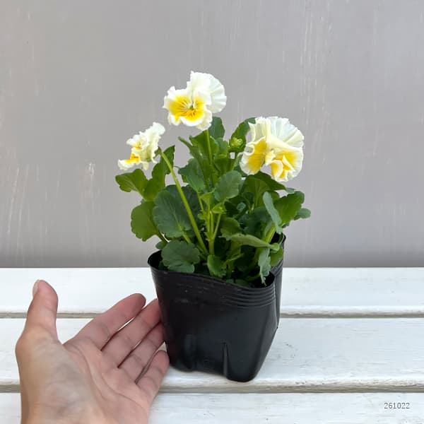 変わり咲きパンジー:ファンジーフリル咲き 花色いろいろ3.5号ポット 6株セット
