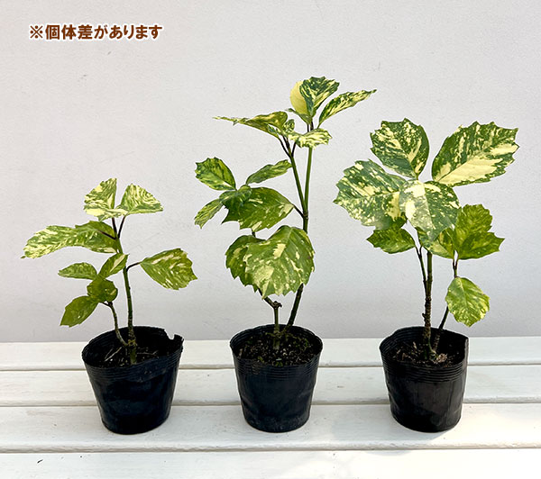 アオキ:駿河弁天(するがべんてん)3.5号ポット