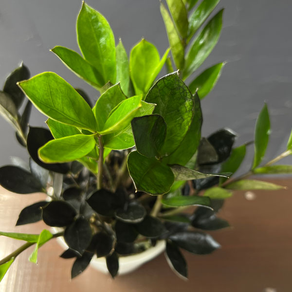 ザミオクルカス：ダークザミクロ　4号鉢植え*