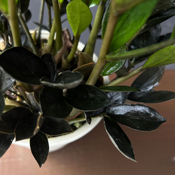 ザミオクルカス：ダークザミクロ　4号鉢植え*