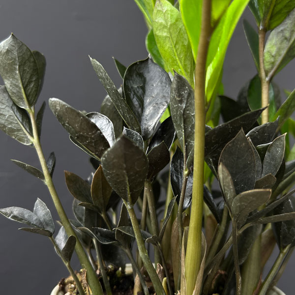 ザミオクルカス：ダークザミクロ　4号鉢植え*