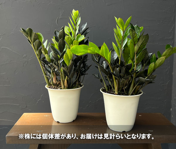 ザミオクルカス：ダークザミクロ　4号鉢植え*