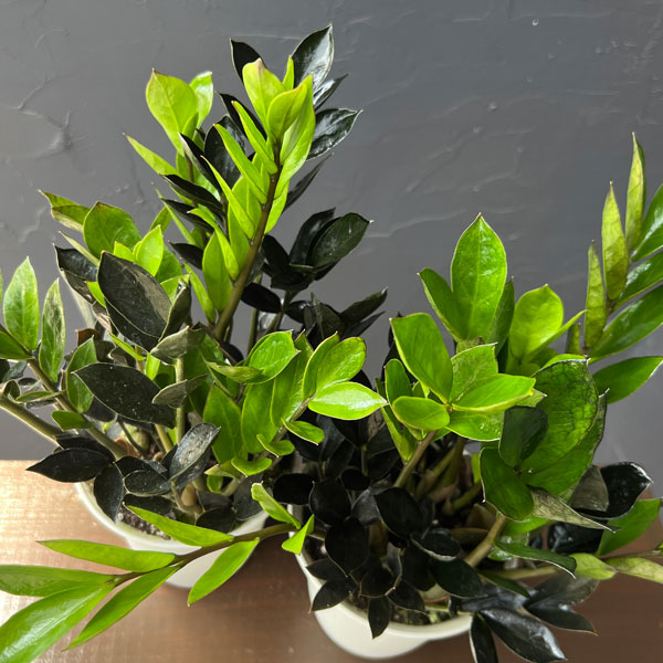 ザミオクルカス：ダークザミクロ　4号鉢植え*