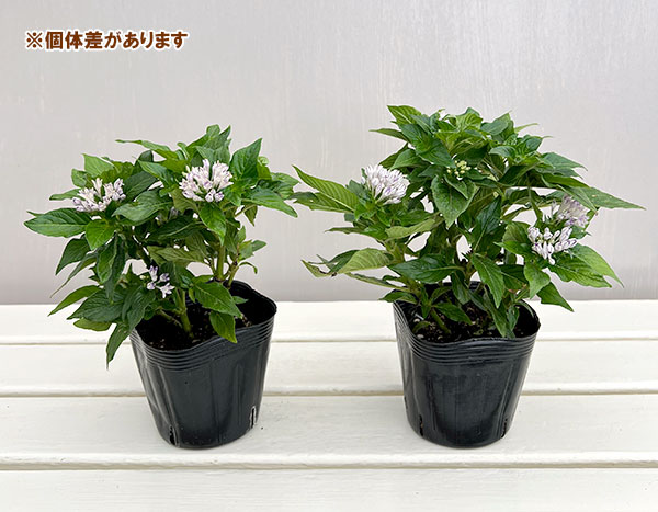 ペンタス:ライカブルー一重3.5号ポット