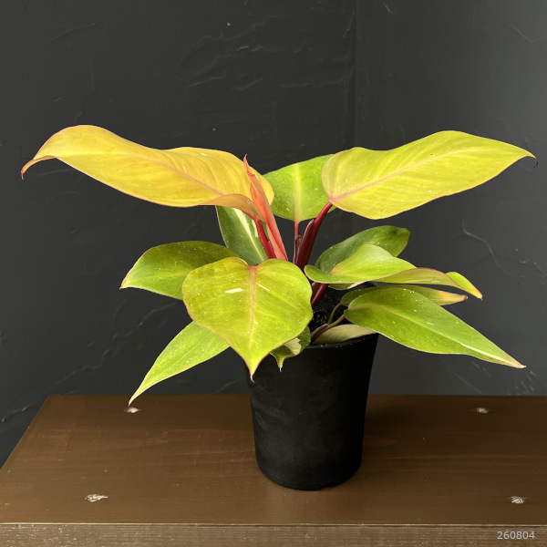 フィロデンドロン:パーシモンプリンセス 4号鉢植え26-01