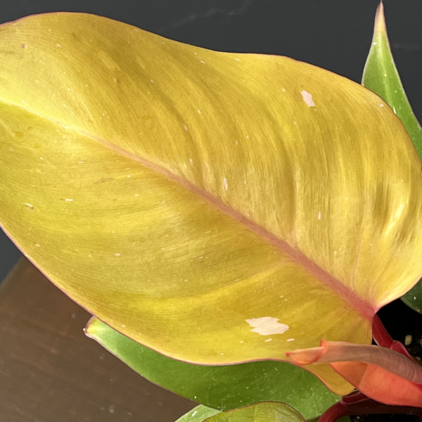 フィロデンドロン:パーシモンプリンセス 4号鉢植え26-01