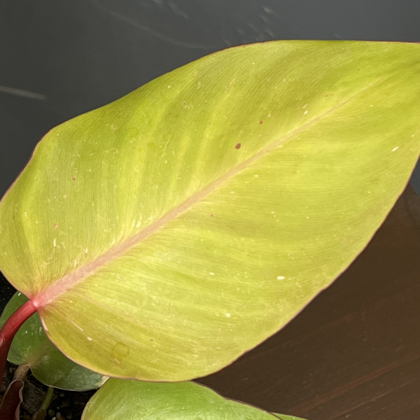 フィロデンドロン:パーシモンプリンセス 4号鉢植え26-01
