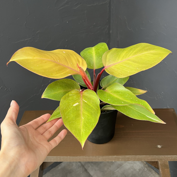フィロデンドロン:パーシモンプリンセス 4号鉢植え26-01