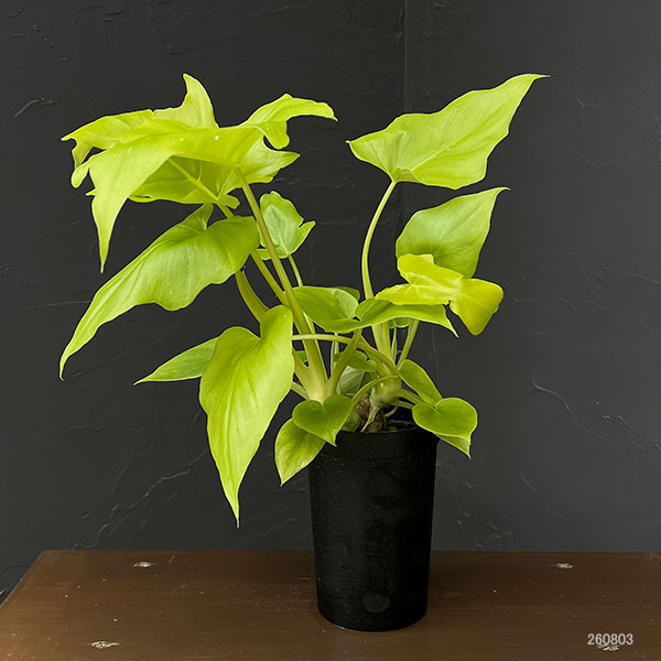 フィロデンドロン:ワーセルウィッシー フラバム 3号鉢植え