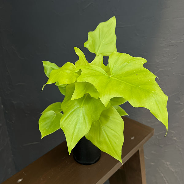 フィロデンドロン:ワーセルウィッシー フラバム 3号鉢植え