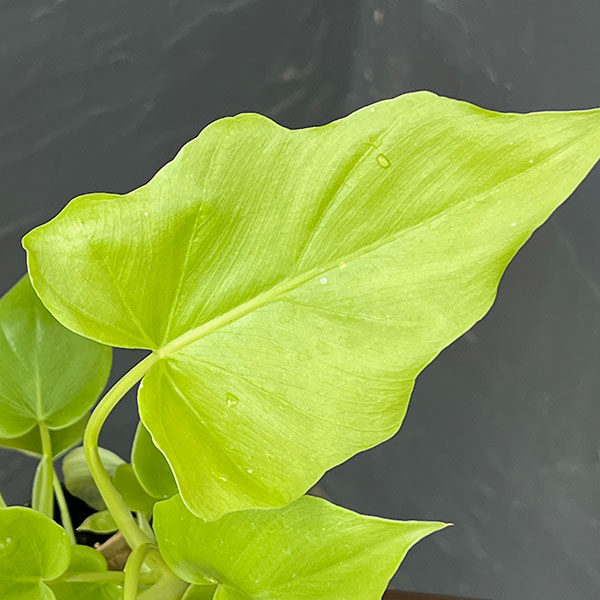 フィロデンドロン:ワーセルウィッシー フラバム 3号鉢植え