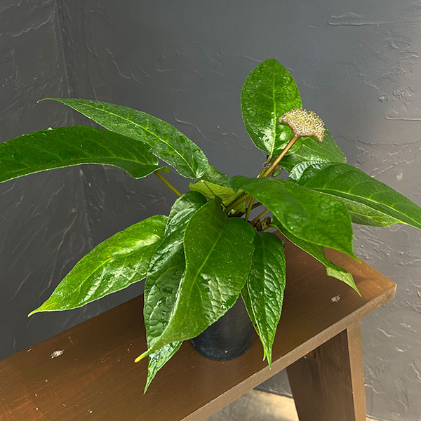ドルステニア：エラータ 3号鉢植え