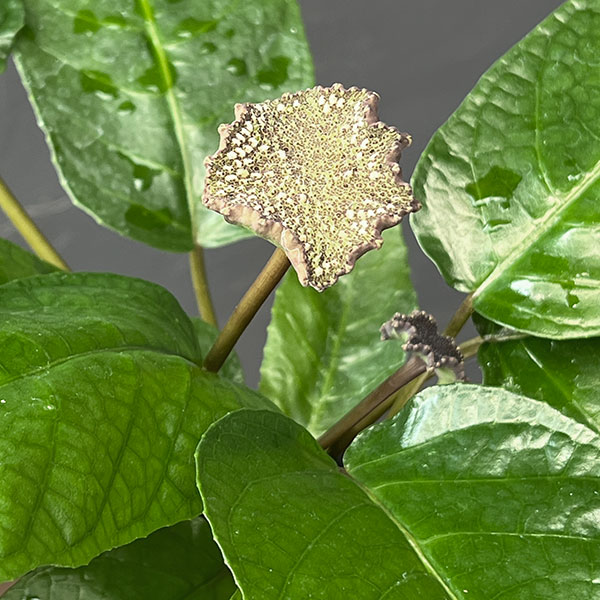 ドルステニア：エラータ 3号鉢植え