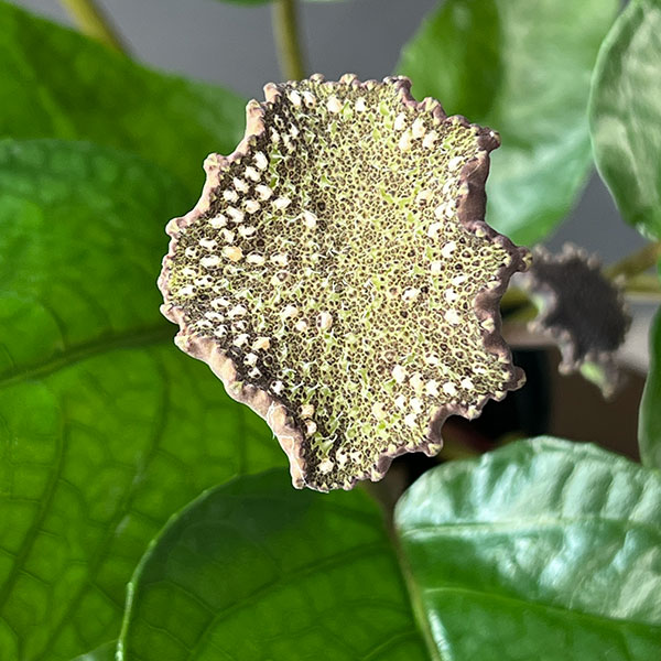 ドルステニア：エラータ 3号鉢植え