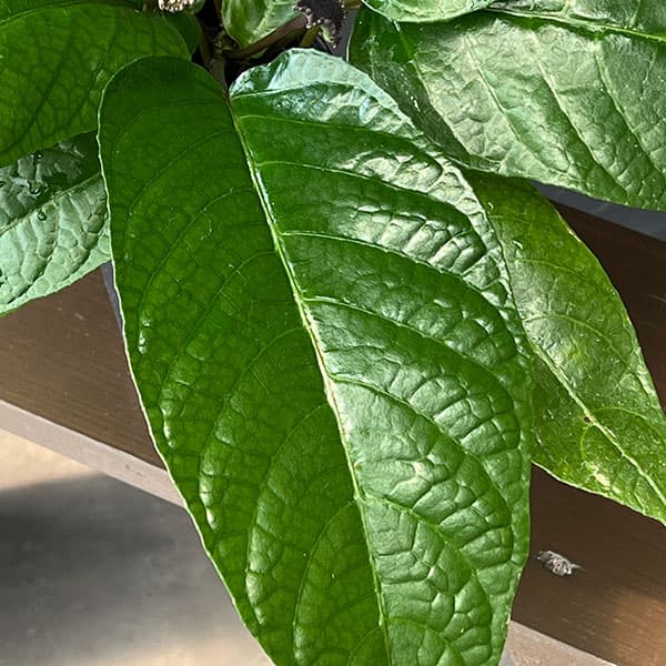 ドルステニア：エラータ 3号鉢植え