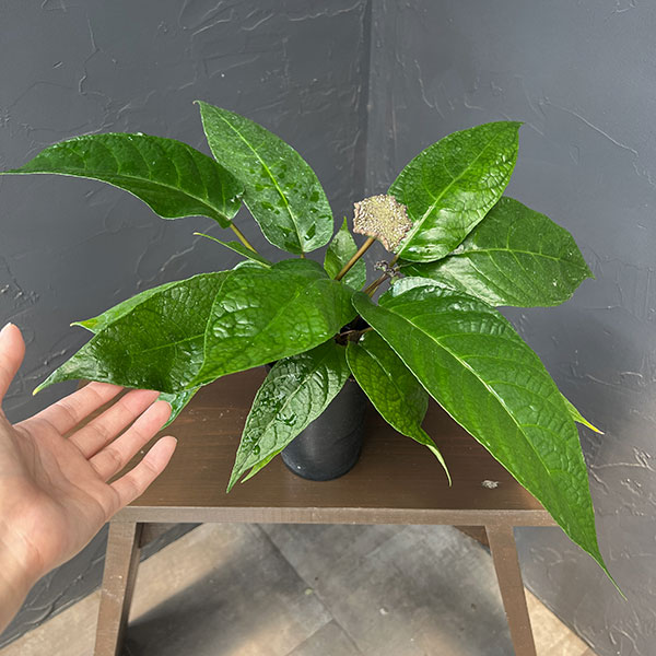 ドルステニア：エラータ 3号鉢植え
