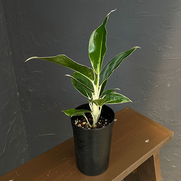 アグラオネマ:ホワイトジュエル 3号鉢植え