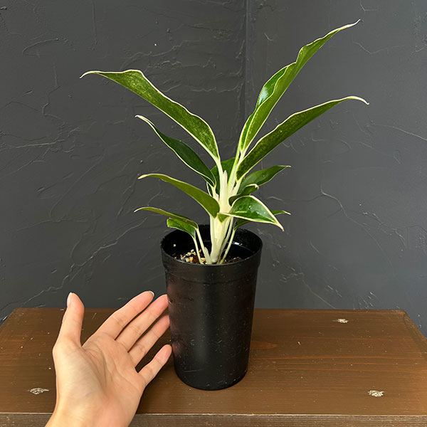アグラオネマ:ホワイトジュエル 3号鉢植え