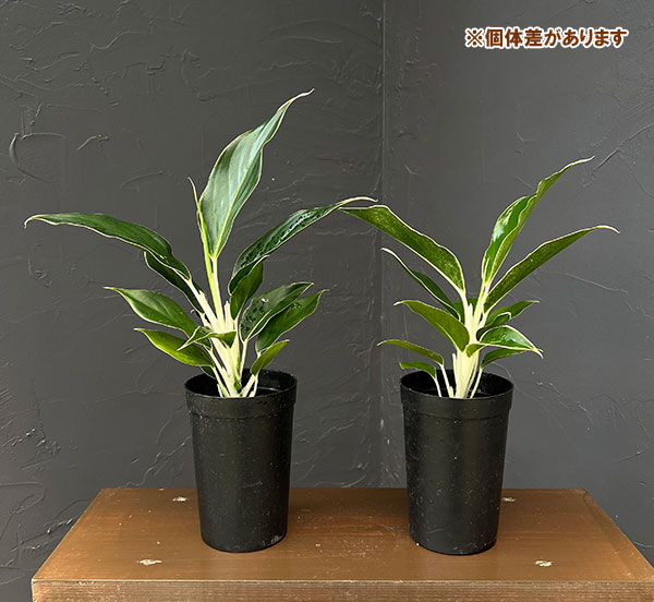 アグラオネマ:ホワイトジュエル 3号鉢植え