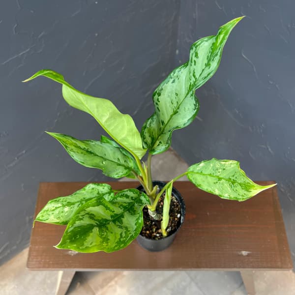 アグラオネマ：sp.　3号鉢植え