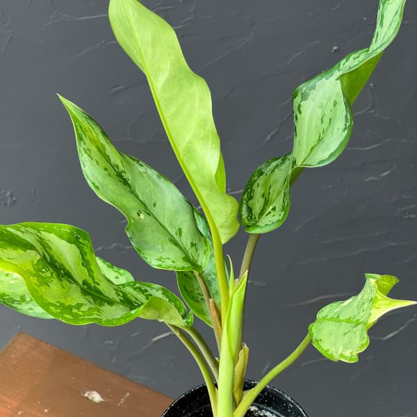 アグラオネマ：sp.　3号鉢植え
