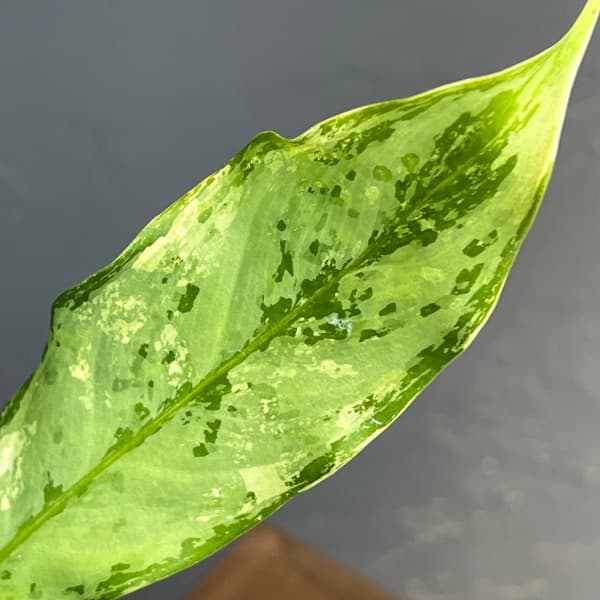 アグラオネマ：sp.　3号鉢植え