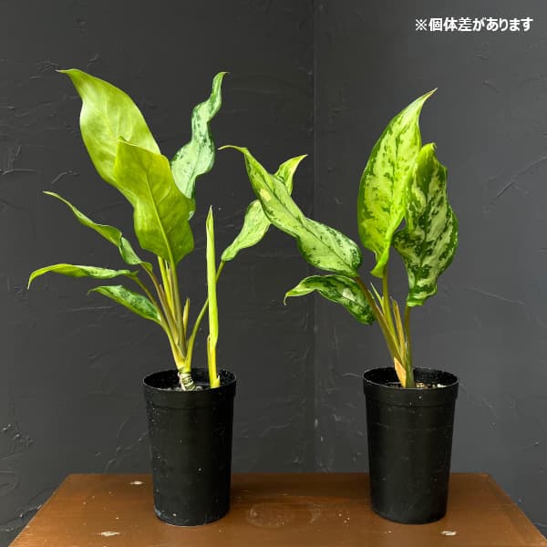 アグラオネマ：sp.　3号鉢植え