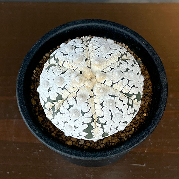アストロフィツム:スーパー兜(かぶと)3号鉢植え**