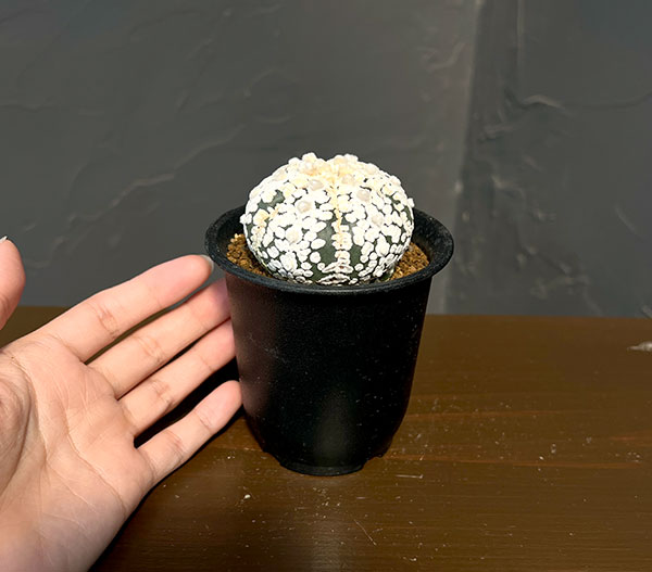 アストロフィツム:スーパー兜(かぶと)3号鉢植え**