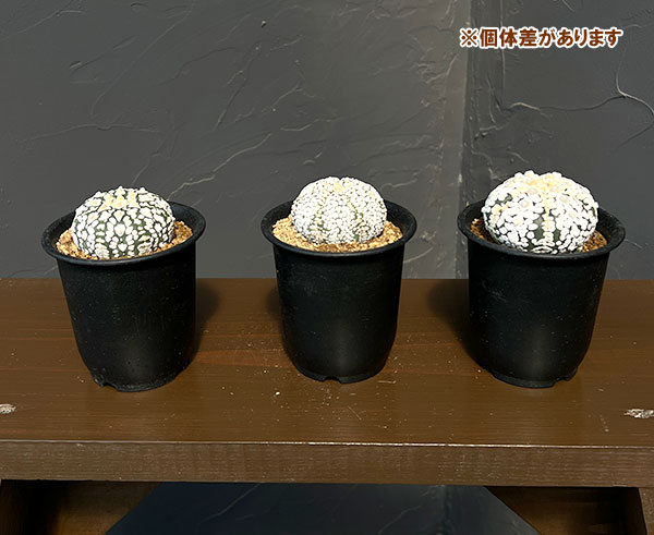 アストロフィツム:スーパー兜(かぶと)3号鉢植え**