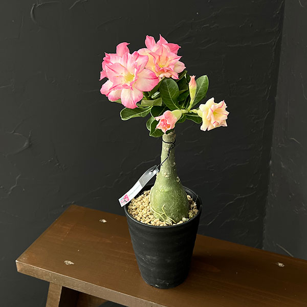 アデニウム:オベスム Hartbreeze 4号鉢植え