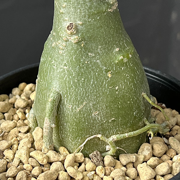 アデニウム:オベスム Hartbreeze 4号鉢植え